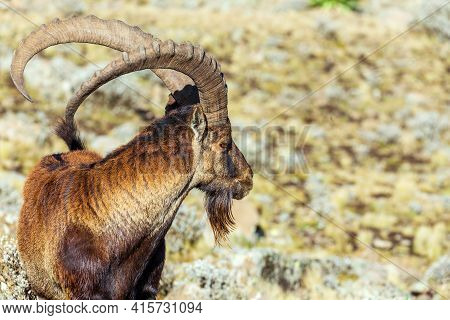 Rare Walia Ibex In Simien Mountains Ethiopia