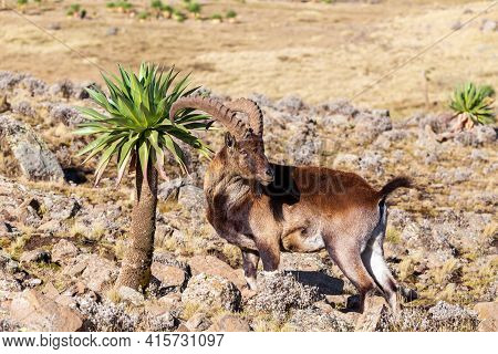 Rare Walia Ibex In Simien Mountains Ethiopia