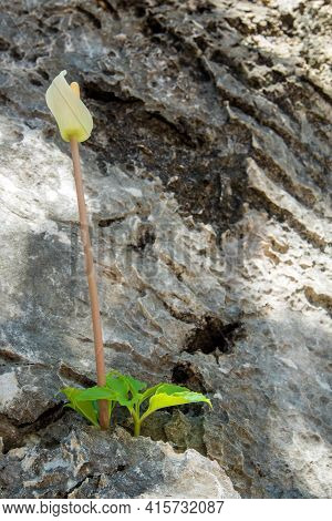 Amorphophallus Growing In The Cracked Furrows Of A Rocky Cliff