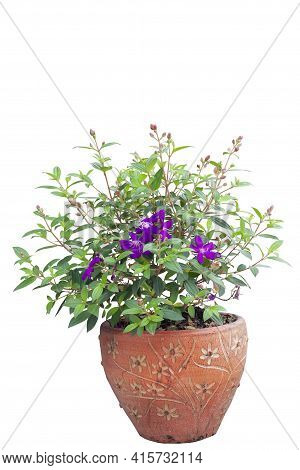 Purple Flower Of Malabar Gooseberry, Malabar Melastome Or Indian Rhododendron Bloom In Brown Pot In 