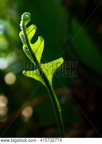 Close-up Freshness Green Leaves Of Oak-leaf Fern On Natural Background