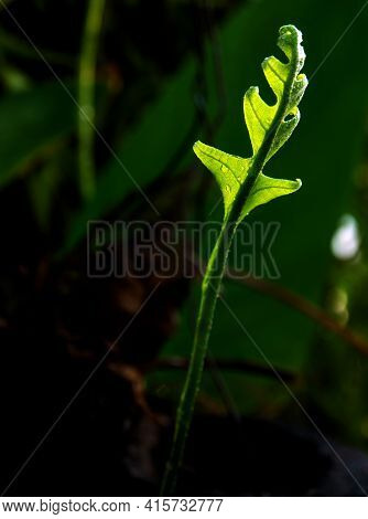 Close-up Freshness Green Leaves Of Oak-leaf Fern On Natural Background