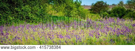 Salvia Or Sage Flowers. Summer Meadow Background.