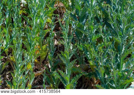 Cotton Thistle Or Onopordum Acanthium. Growing In A Country Cottage Garden In Rural.