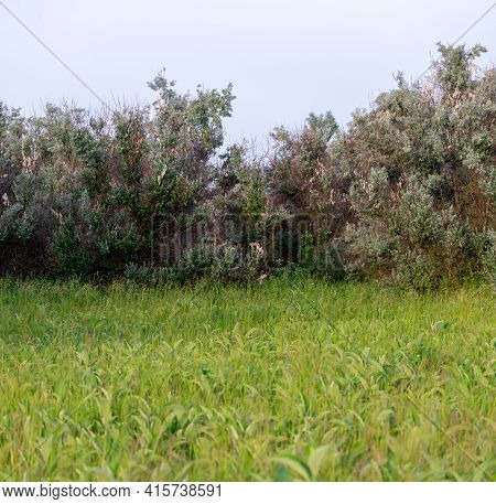 Loch Silvery Grove. Silverberry Or Elaeagnus Commutata Bushes.