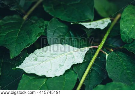 Vivid Minimalist Nature Background With Dew Drops On Green Leaves Close Up. Beautiful Green Minimal 