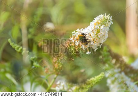 Bumblebee On The White Flowers Of David's Buddleia. Summer Natural Atmospheric Background. The Strip