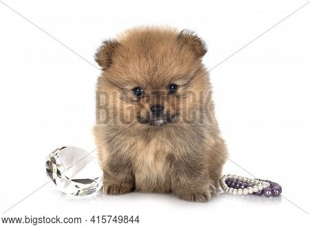 Young Pomeranian In Front Of White Background