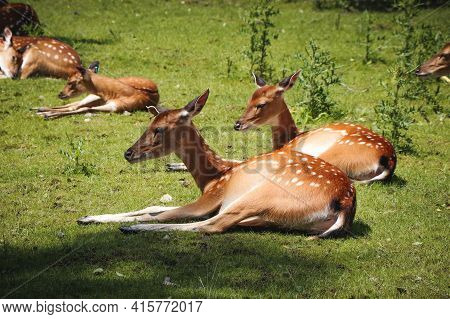 Endangered Vietnamese Sika Deer Rests In A Beautiful Green Habitat And Enjoys The Last Remnants Of L
