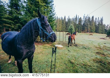 A Horse Standing On Top Of A Grass Covered Field