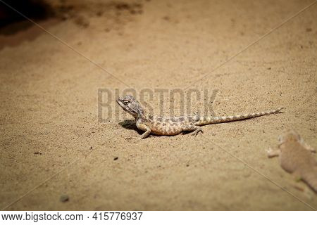 Rapelus Sanguinolentus Stands Motionless On The Sandy Ground, Looking Back Curiously, Wondering What