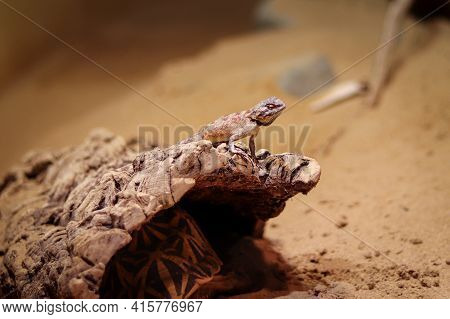 Rapelus Sanguinolentus Stands On A Rock And Looks Down At Its Species. Hermit. Back Is Gray-brown Ly