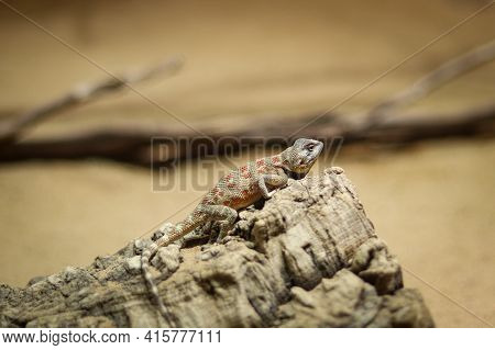 Rapelus Sanguinolentus Stands On A Rock And Looks Down At Its Species. Hermit. Back Is Gray-brown Ly