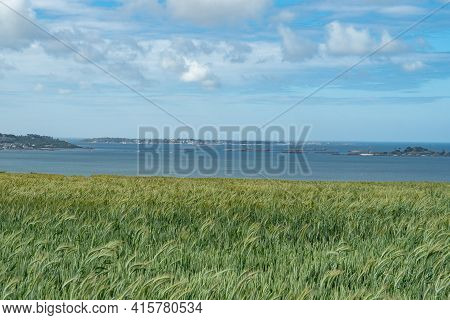 A Grainfield At The Atlantic Coast Of Bretagne, France.