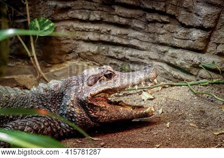 Dwarf Crocodile Fell Asleep Like A Statue With Its Mouth Open And Resting. Osteolaemus Tetraspis Is 