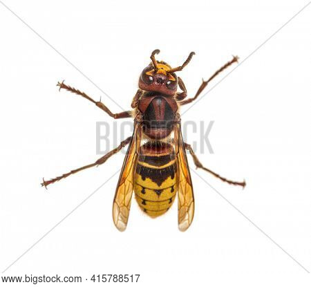 Top view of a Hornet, Vespa Crabro, isolated on white