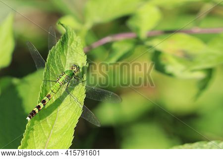 A Female Eastern Pondhawk, Erythemis Simplicicollis, Perched On Leaf