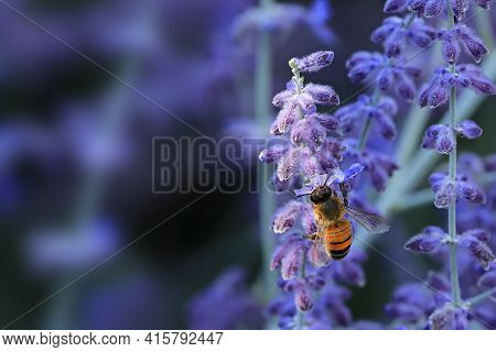 A Western Honey Bee, Apis Mellifera, On Russian Sage, Perovskia Atriplicifolia
