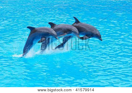 สาม Bottlenose โลมา Tursiops truncatus กระโจนในก่อ