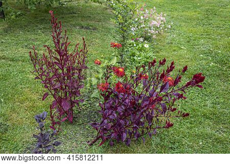 Luxuriously Blooming Astilba On The Lawn In A Beautiful Garden, Early Autumn
