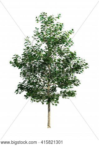 3D Rendering Sycamore Tree On White