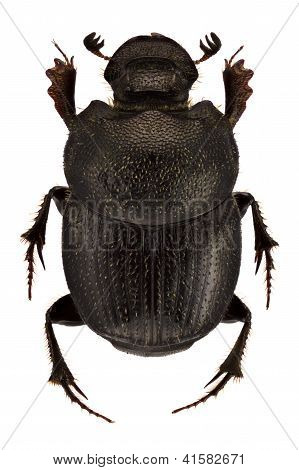 Onthophagus Psychopompus
