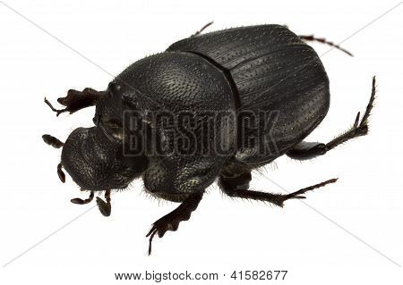 Onthophagus Psychopompus