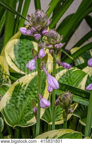 Hosta Bressingham Blue In Sunlit On Dark Background