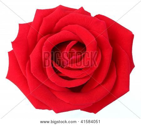 Rosa vermelha