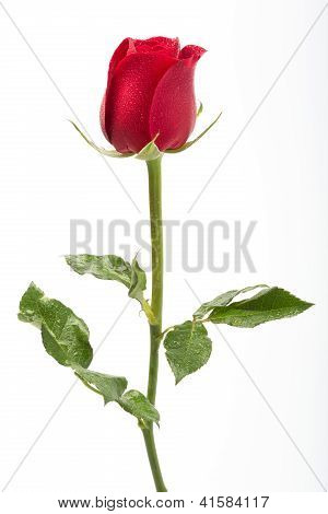 Rosa vermelha com gotículas de água