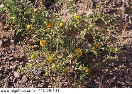 Yellow Desert Flowers Pulicaria Incisa In Full Bloom