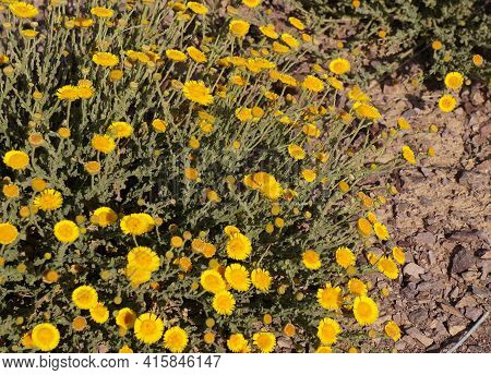 Yellow Desert Flowers Pulicaria Incisa In Full Bloom