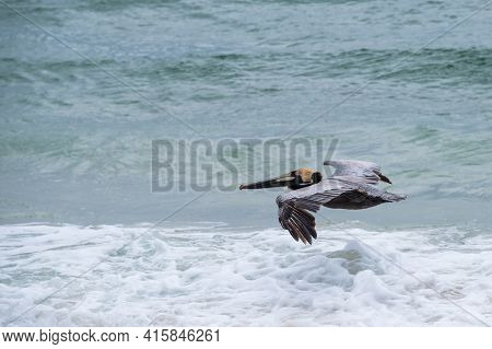 Brown Pelican Gliding Just Above The Surf Of The Gulf Of Mexico In Gulf Shores, Alabama, Usa