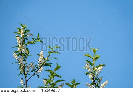 Bird Cherry Branches With White Flowers On A Background Of Blue Sky. A Fluffy Branches Of Blooming B