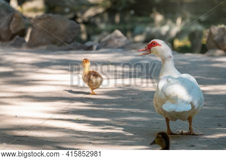 White And Black Duck With Red Head, The Muscovy Duck, Walks On The Shore Of The Pond With Its Cute L
