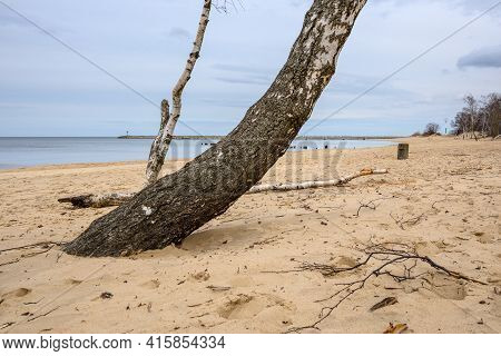 Gdansk, Poland - March 13, 2021: Birches Growing On The Sandy Beach In Gorki Zachodnie On The Baltic