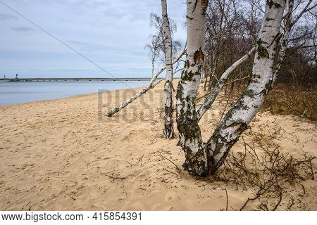 Birches Growing On The Sandy Beach In Gorki Zachodnie On The Baltic Sea. Gdansk, Poland
