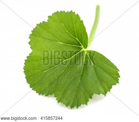 Fresh Green Geranium Leaf Isolated On White Background