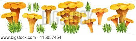 Huge Chanterelle Watercolor Set With Different Bunches, Front View. Golden Girolles In The Grass. Ea