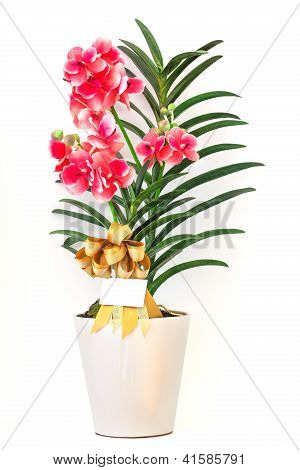 Orquídeas em vaso