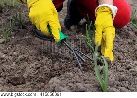 A Hoe In The Hands Of A Man In Yellow Protective Gloves, Which Loosens The Soil Around Winter Garlic