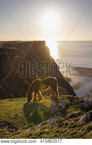 Horse Eating On Rhosilli Bay Cliff Edge In Blazing Sunshine, Gower Peninsula, South Wales, Uk, No Pe