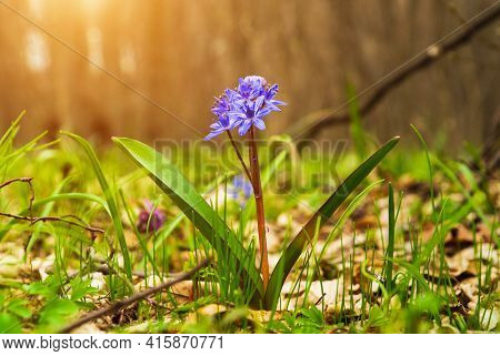 Flowers Blue Two-leaf Squill, Alpine-squill Or Scilla Bifolia In Forest