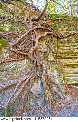 Web Of Tree Roots On A Canyon Wall In Matthiessen State Park In Illinois