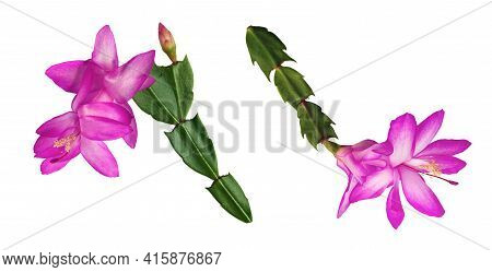 Thanksgiving Or Christmas Cactus (schlumbergera Truncata) Magenta Flowers Isolated On White Backgrou