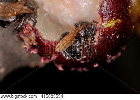 Black Stingless Bee