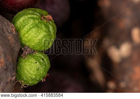 Fruits Of A Jaboticaba Tree Of The Species Plinia Cauliflora