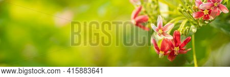 Closeup Of Mini Pink And Red Flower On Blurred Gereen Background Using As Background Natural Plants 