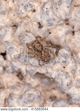 Small Jumping Spider
