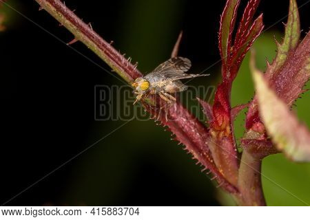 Adult Fruit Fly